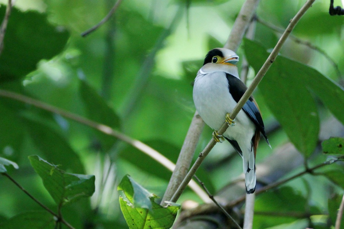 Silver-breasted Broadbill - ML21482771