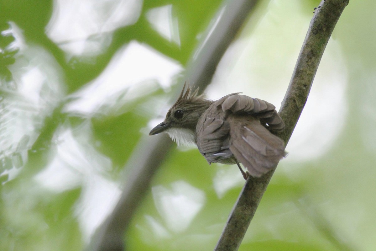 Ochraceous Bulbul - ML21482791