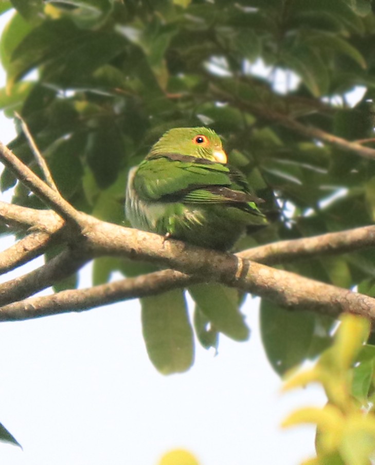 Brown-backed Parrotlet - Bruno Neri Guia Birdwatching