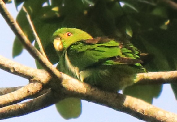 Brown-backed Parrotlet - Bruno Neri Guia Birdwatching