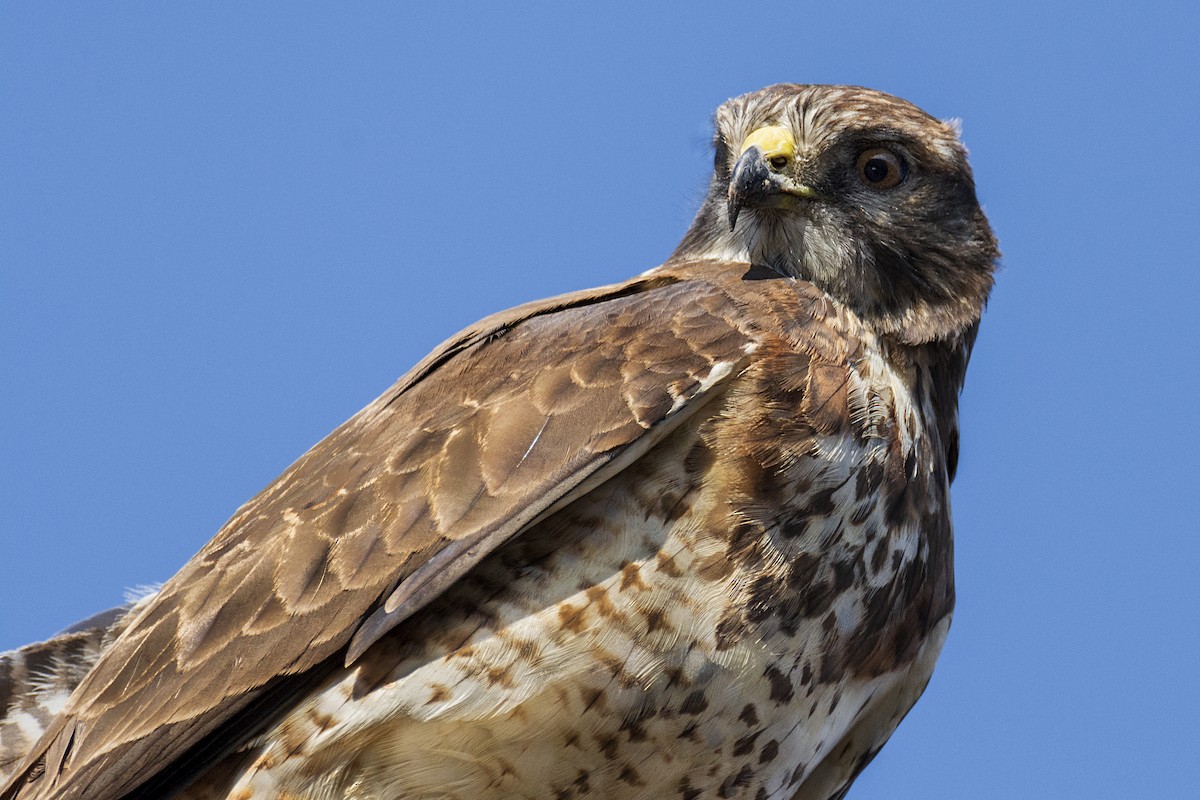 Swainson's Hawk - ML214829921