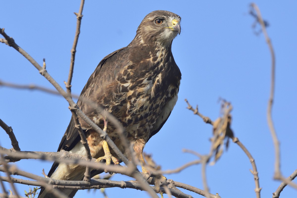 Swainson's Hawk - ML214829981