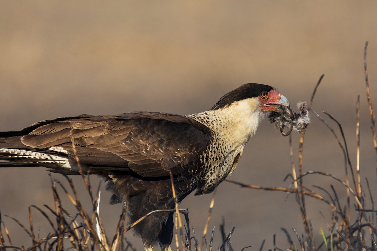 Crested Caracara (Northern) - ML214830161