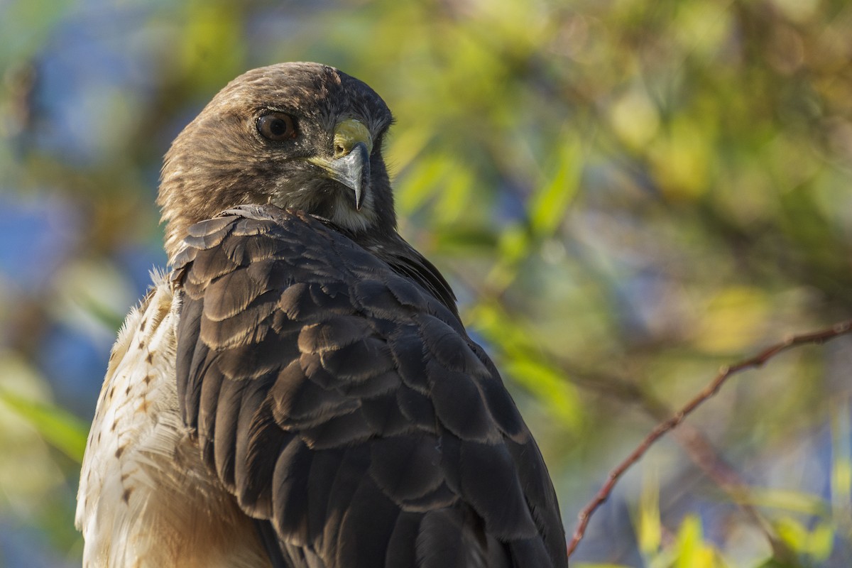 Swainson's Hawk - ML214830461