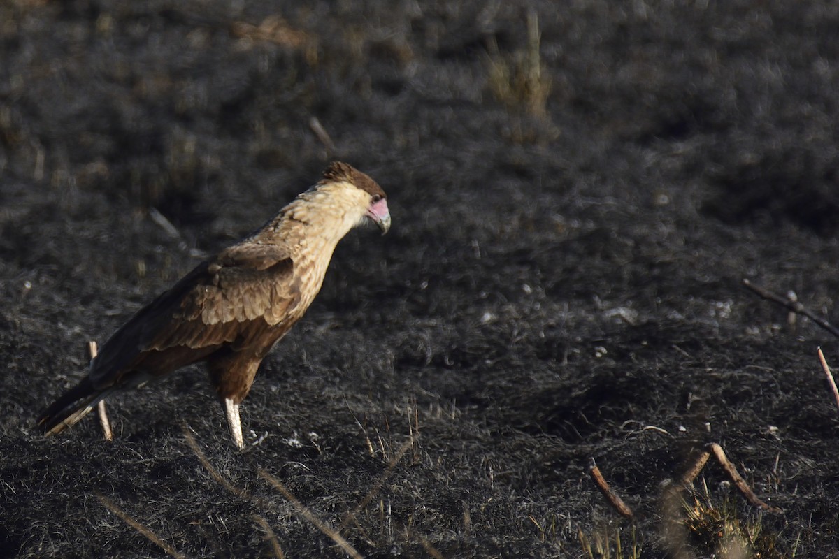 Crested Caracara (Northern) - ML214830551