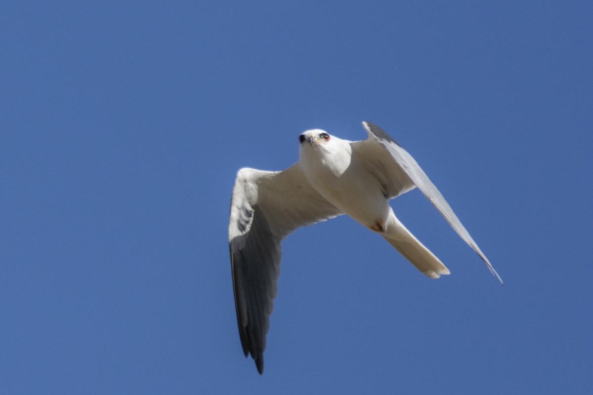 White-tailed Kite - ML214830581