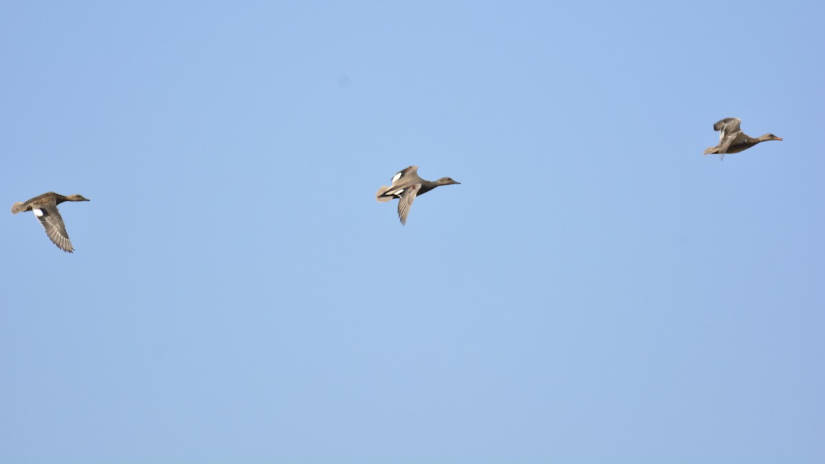 Gadwall - ML214833061