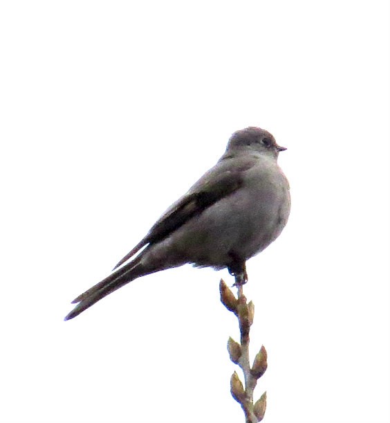 Townsend's Solitaire - ML214833181