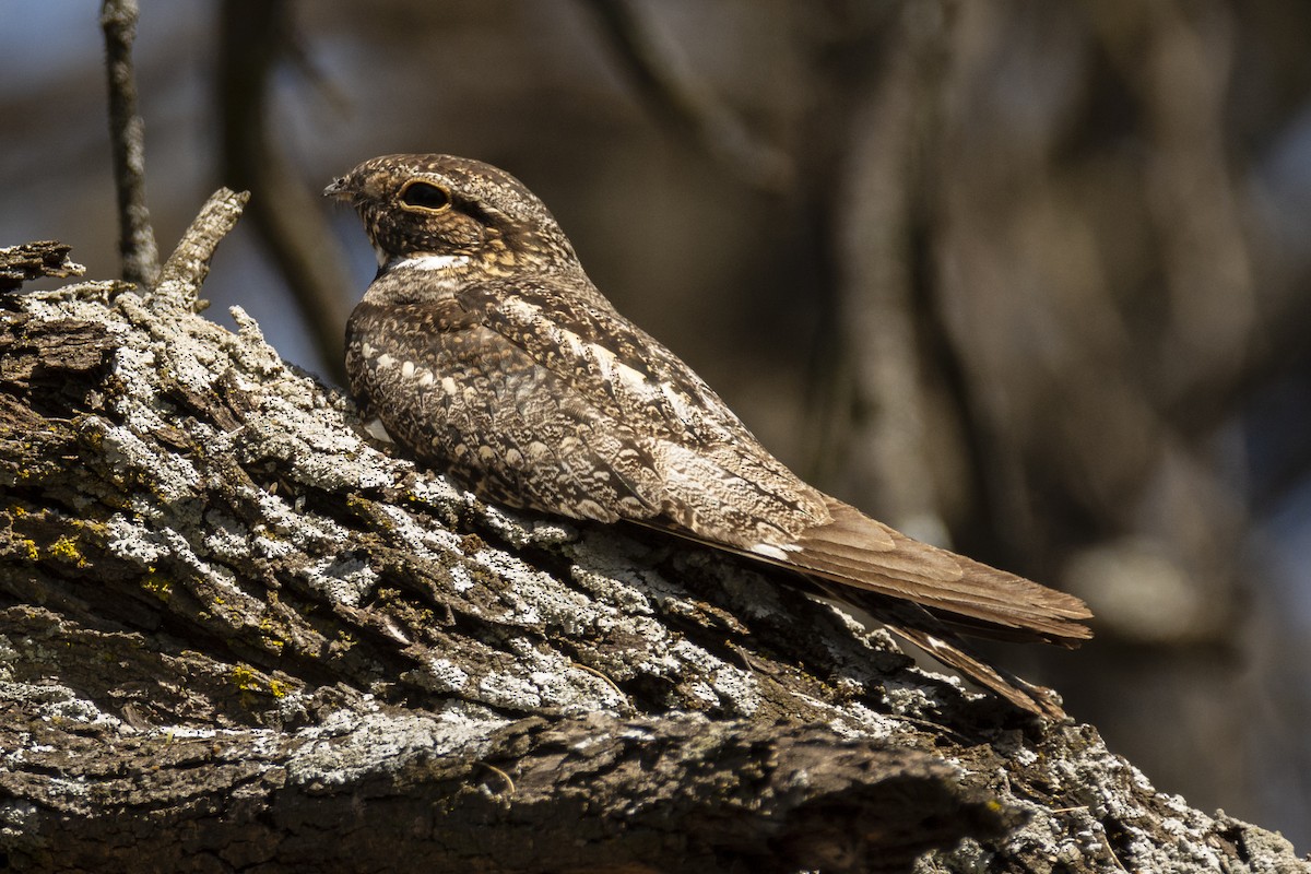 Lesser Nighthawk - ML214833331
