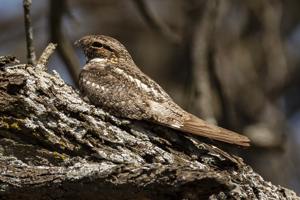 Lesser Nighthawk - Ricardo Arredondo