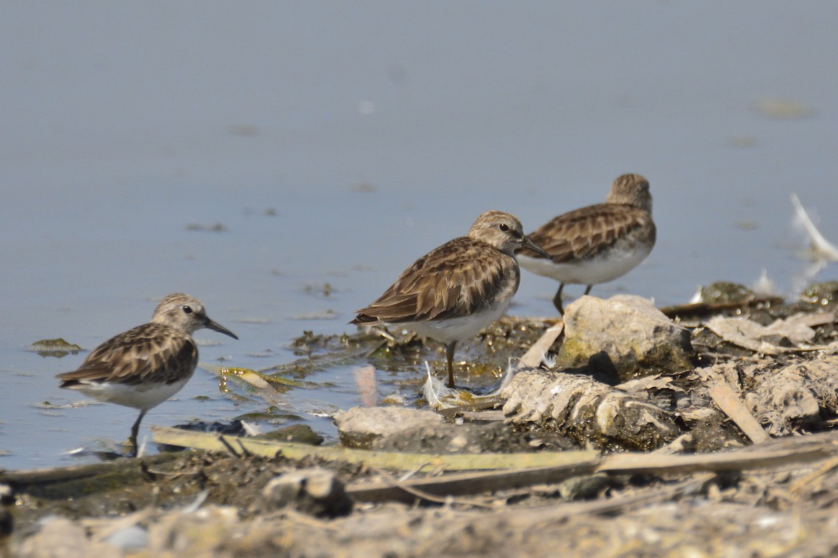 Least Sandpiper - ML214833791