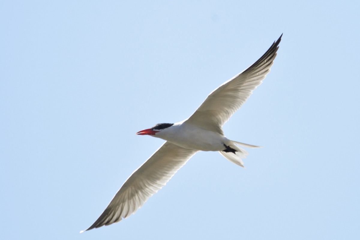 Caspian Tern - ML214833891