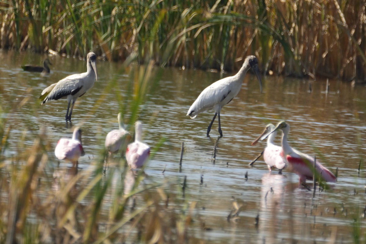 Wood Stork - ML214833951