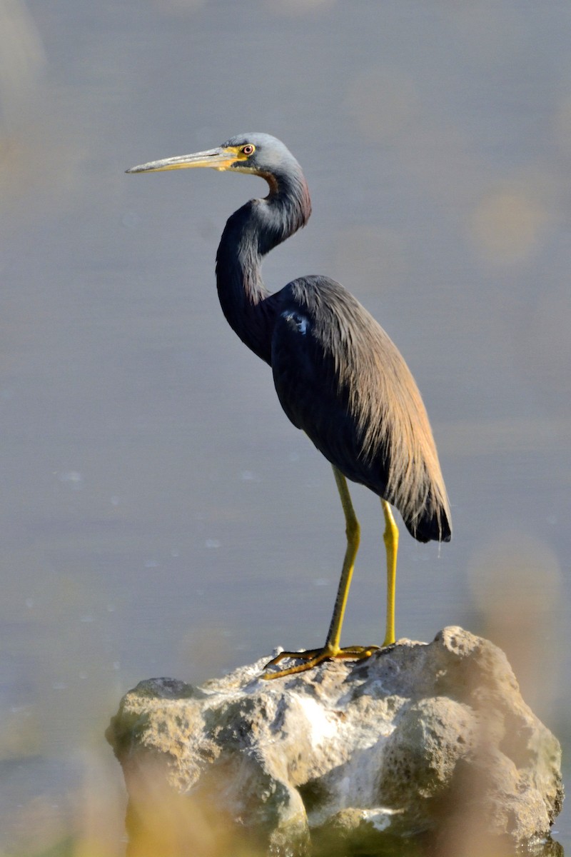 Tricolored Heron - ML214834051