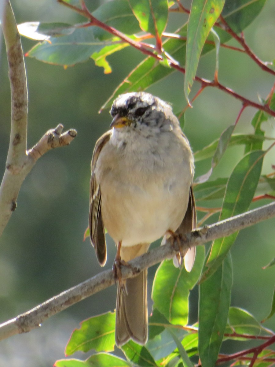 White-crowned Sparrow - ML214834061