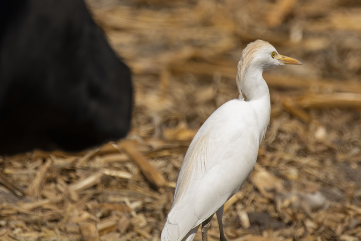 Western Cattle-Egret - ML214834121