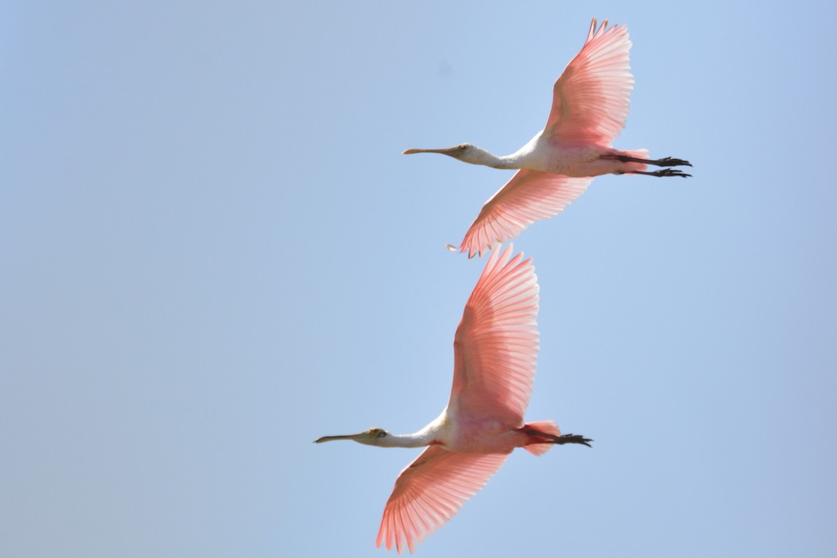 Roseate Spoonbill - ML214834241