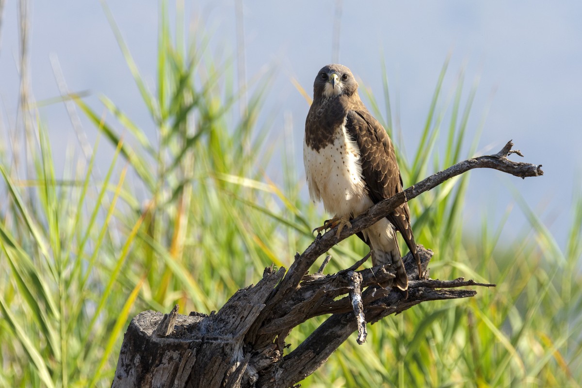 Swainson's Hawk - ML214834311