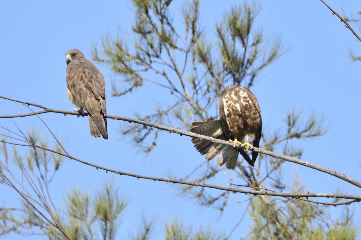 Swainson's Hawk - ML214834421