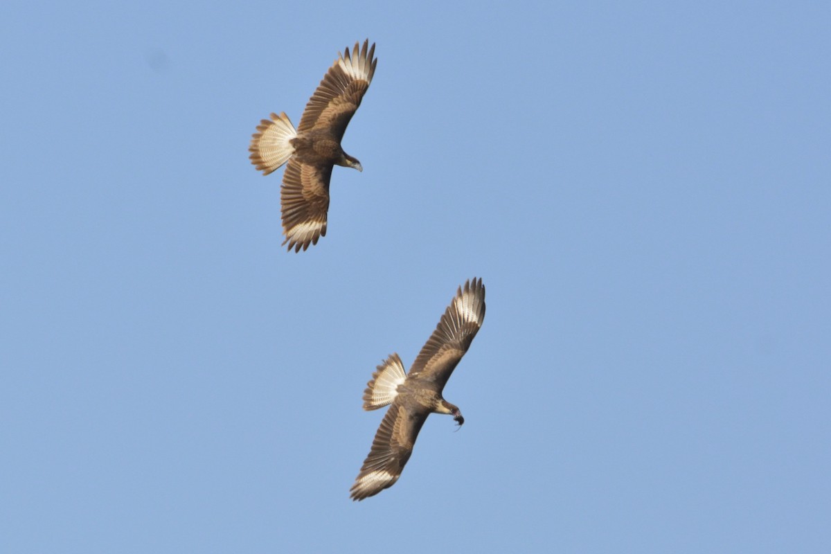 Crested Caracara (Northern) - ML214834481