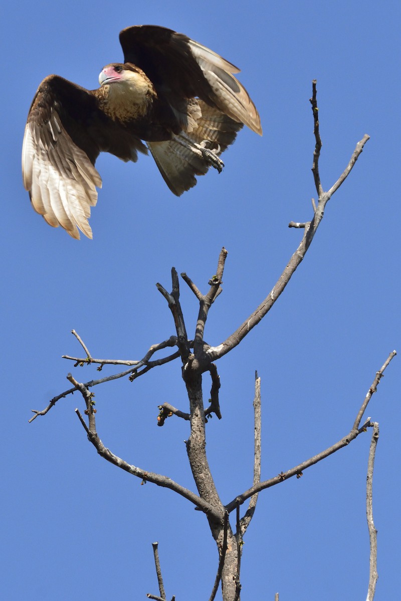 Crested Caracara (Northern) - ML214834531