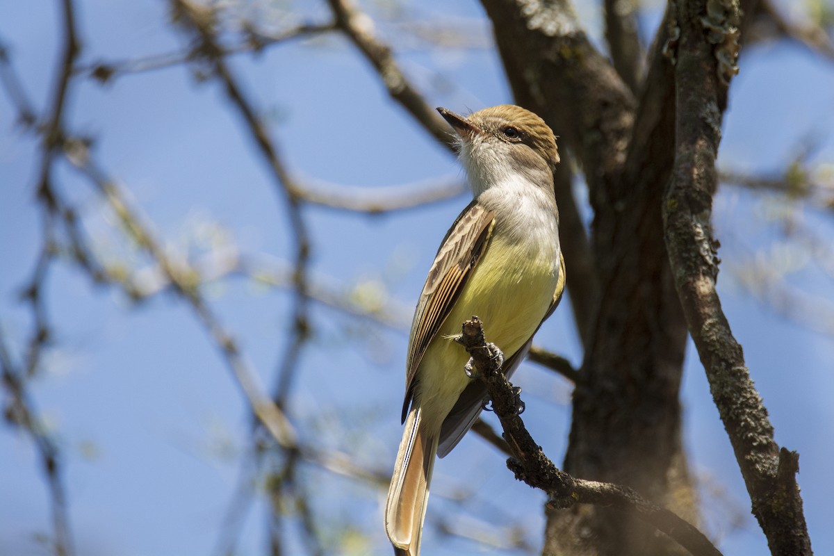 Nutting's Flycatcher - ML214834671