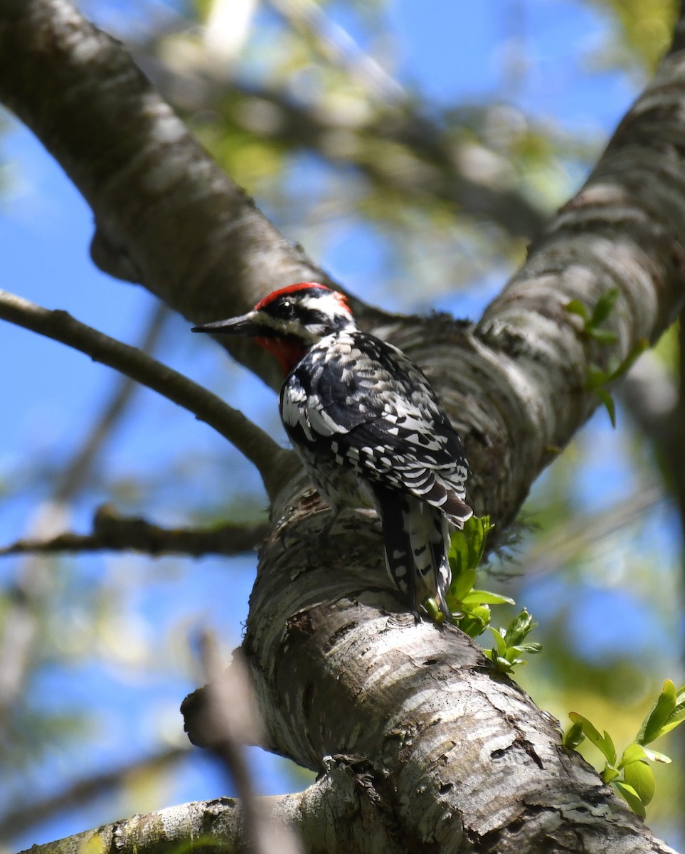 Red-naped Sapsucker - ML214834981