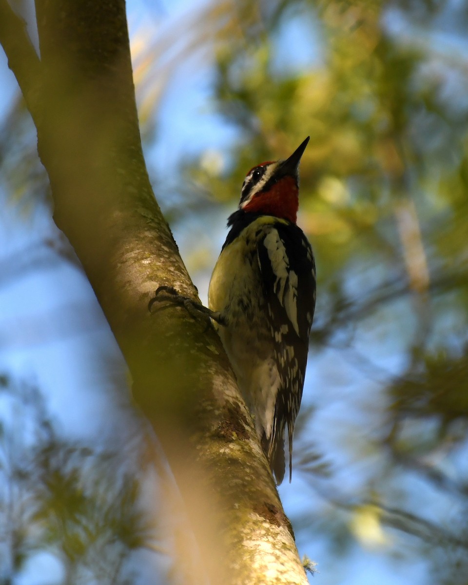 Red-naped Sapsucker - ML214835041