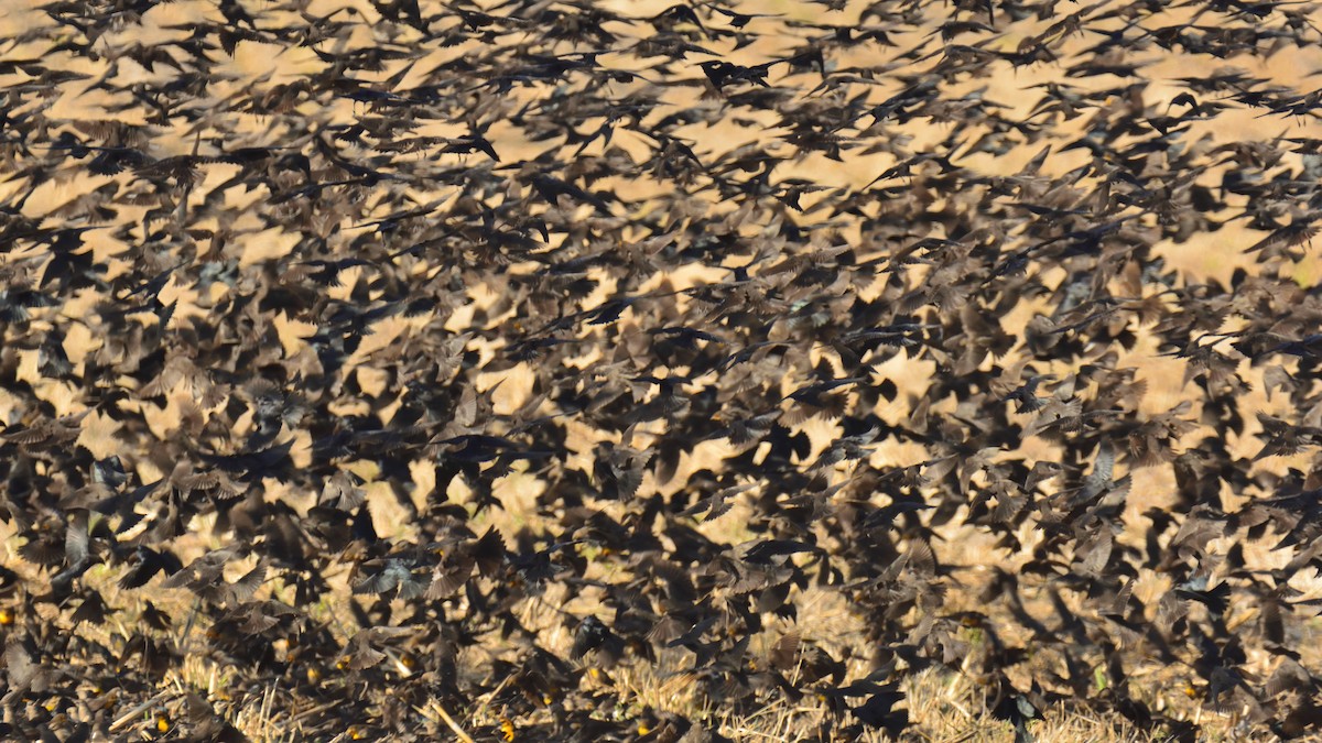 Yellow-headed Blackbird - ML214835201