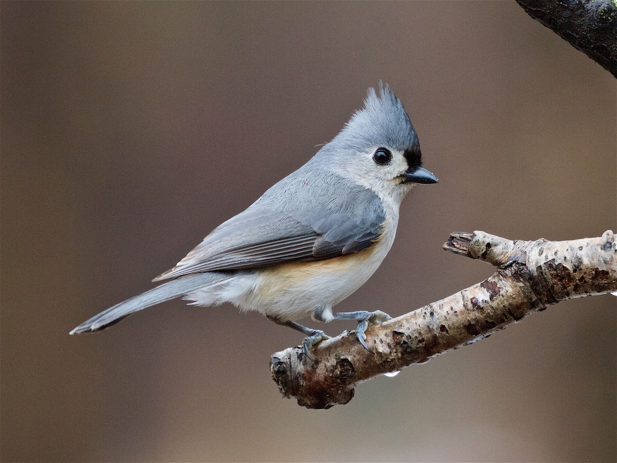 Tufted Titmouse - Jack & Holly Bartholmai