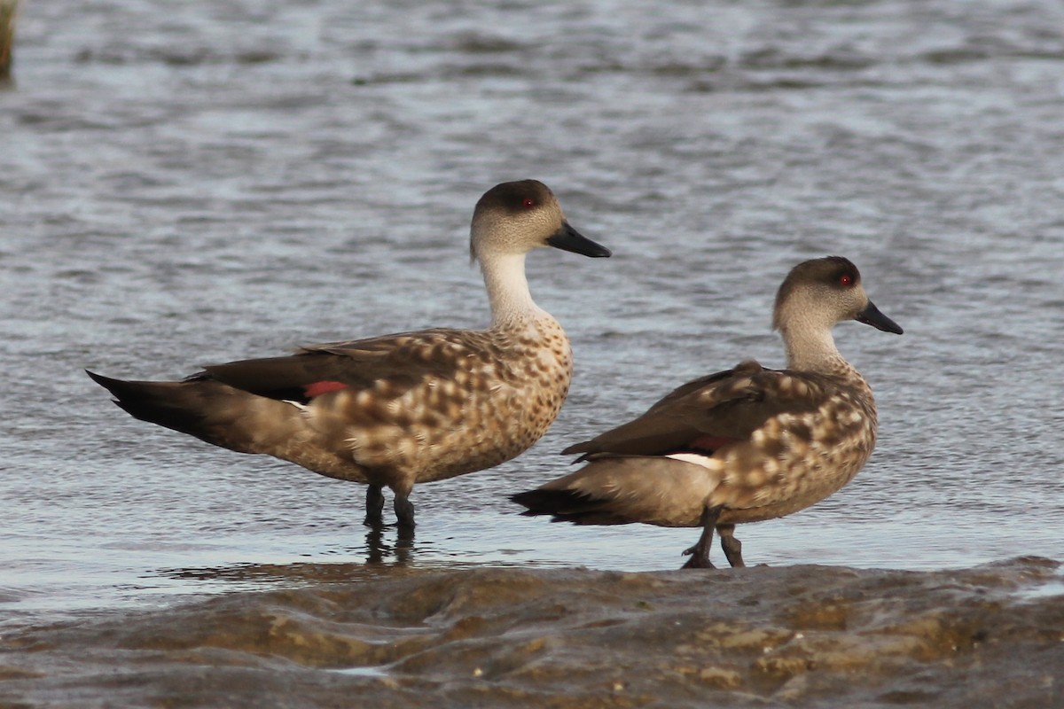 Crested Duck - ML214841411