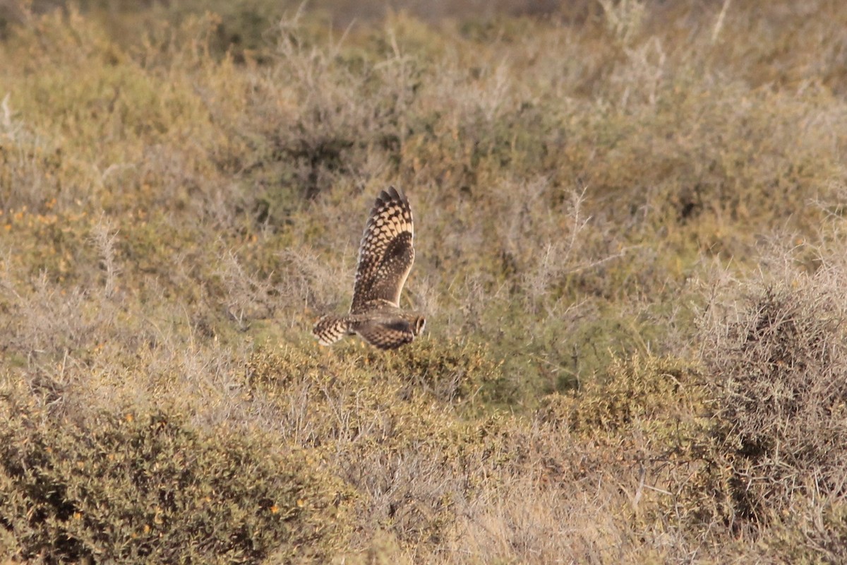 Short-eared Owl - ML214841491
