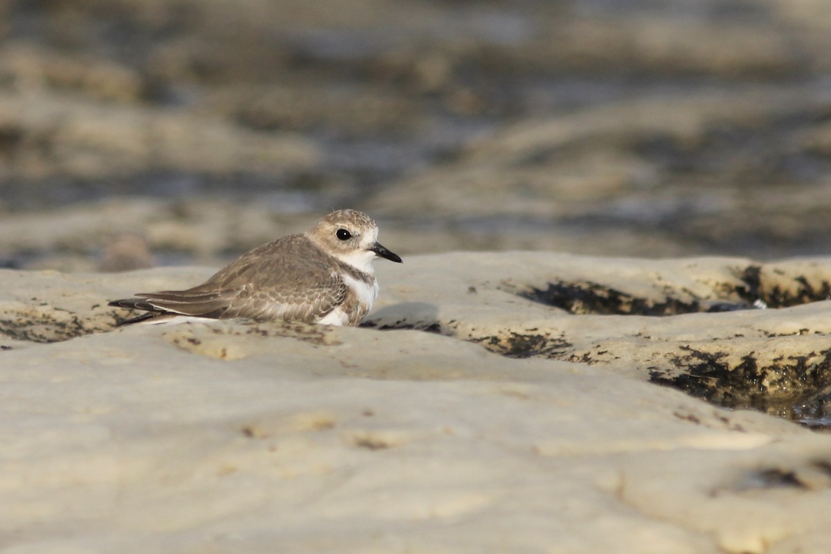 Two-banded Plover - ML214841611