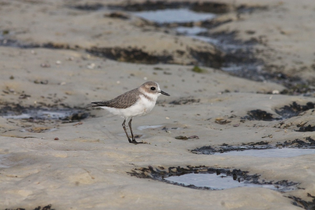Two-banded Plover - ML214841641