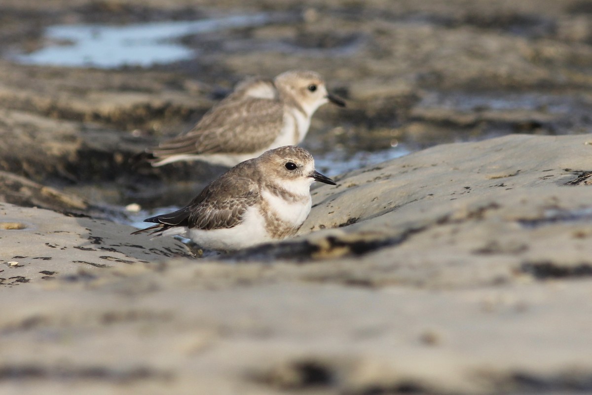 Two-banded Plover - ML214841651
