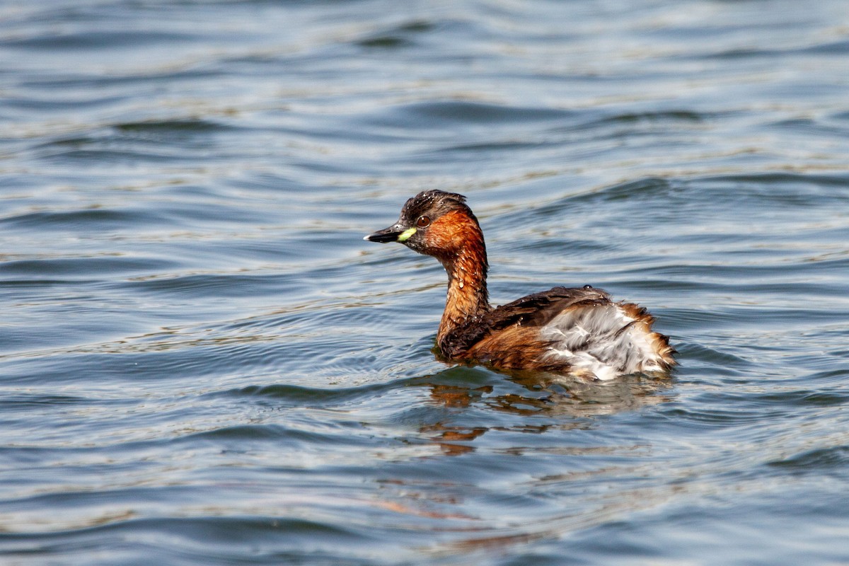 Little Grebe - Nikos Mavris