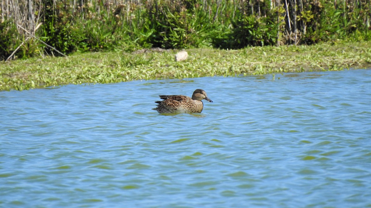 Green-winged Teal - ML214841791