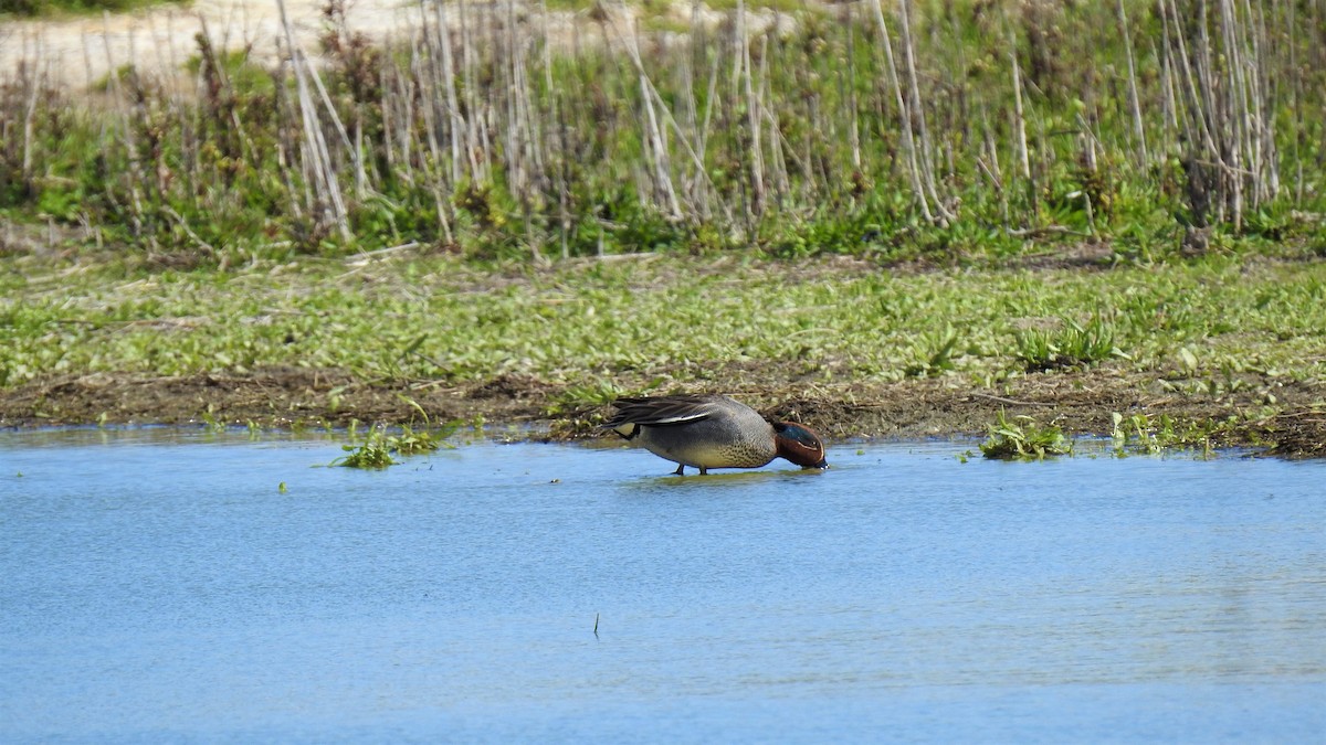 Green-winged Teal - ML214841801