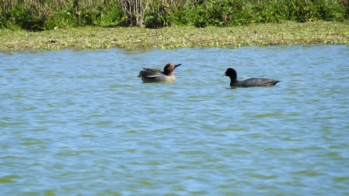 Green-winged Teal - ML214841811