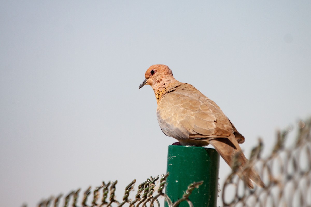 Laughing Dove - Nikos Mavris