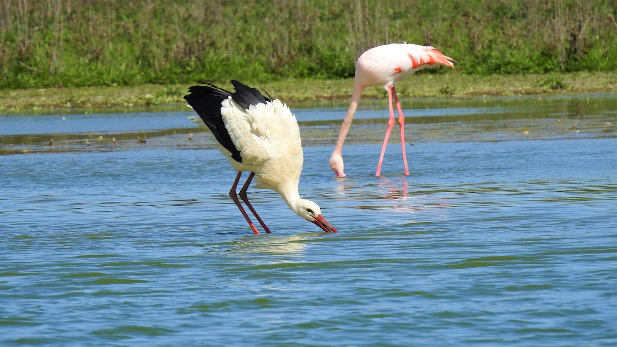 White Stork - ML214841851
