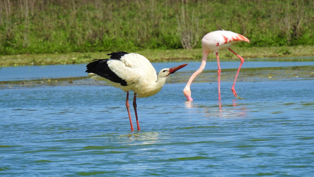 White Stork - ML214841861