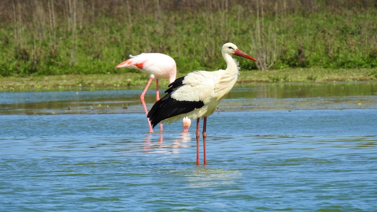 White Stork - ML214841881