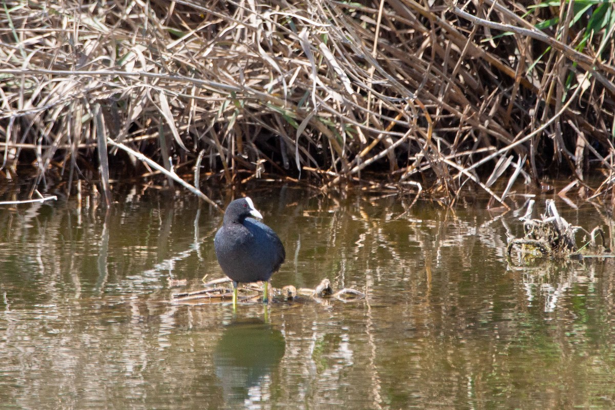 Eurasian Coot - Nikos Mavris