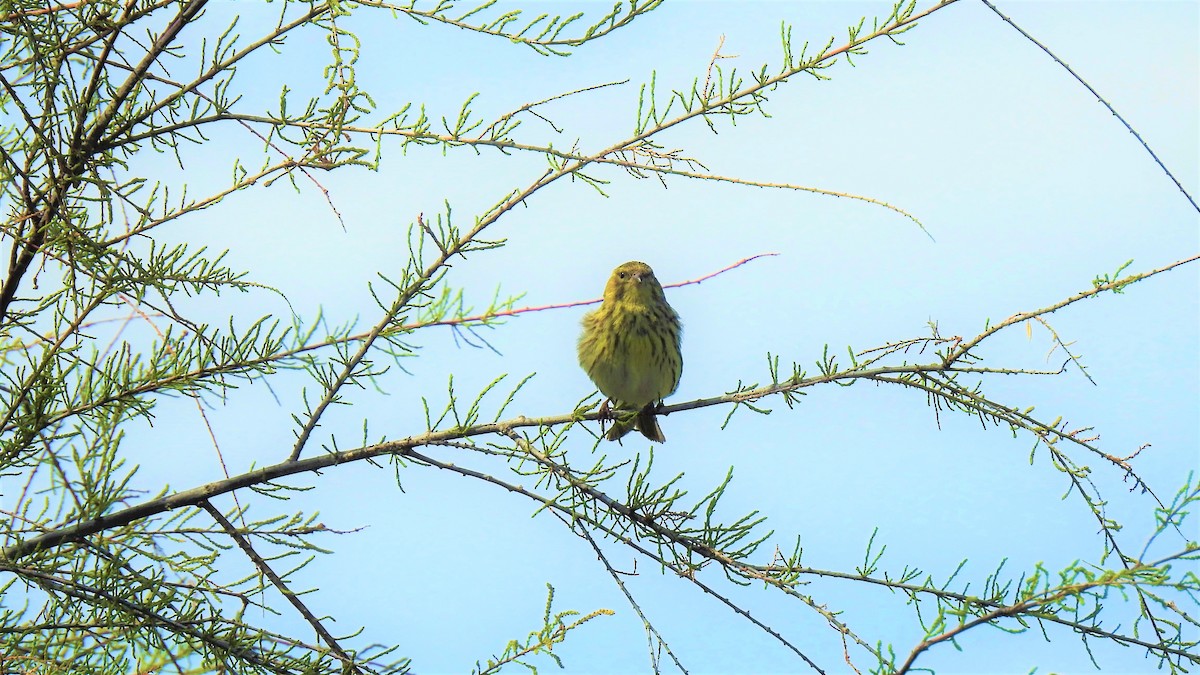 European Serin - ML214841911
