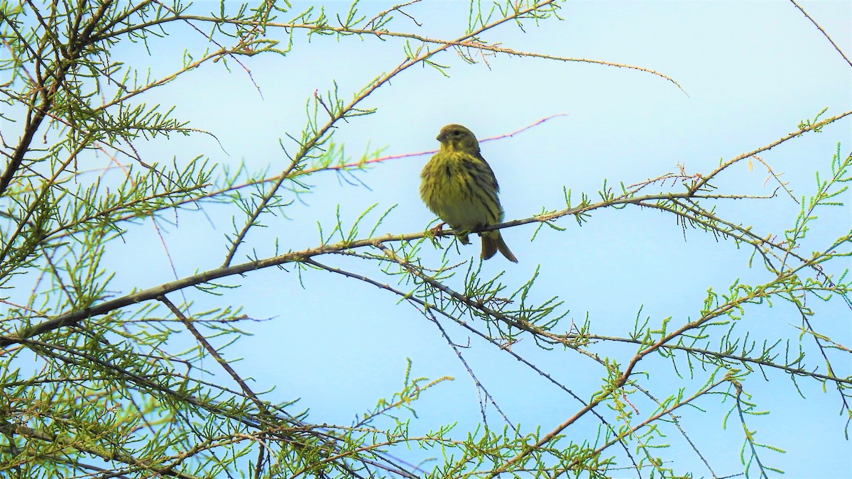European Serin - ML214841931