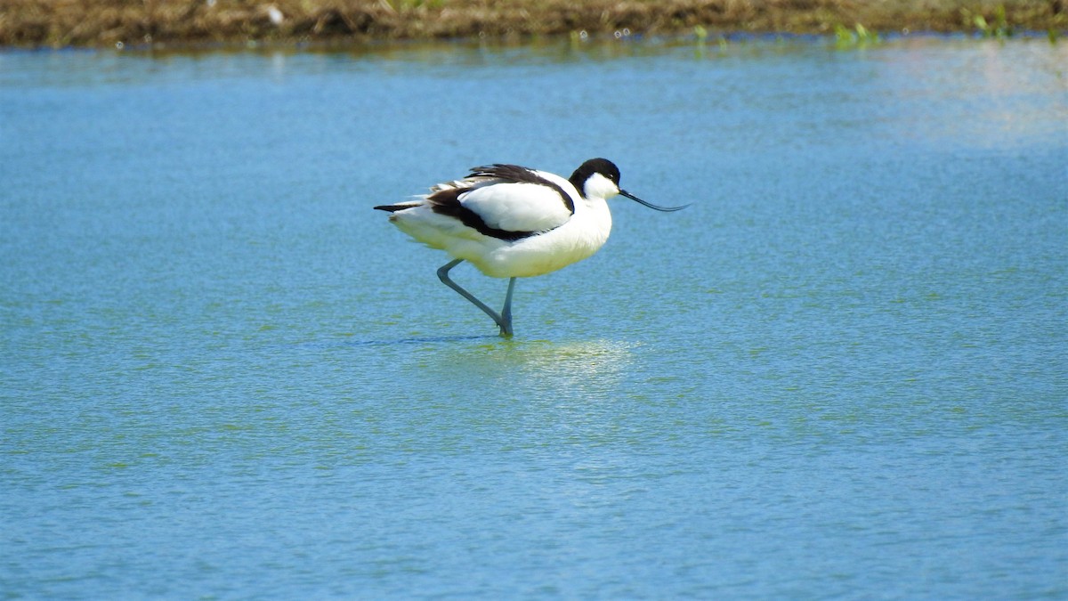 Pied Avocet - ML214841951