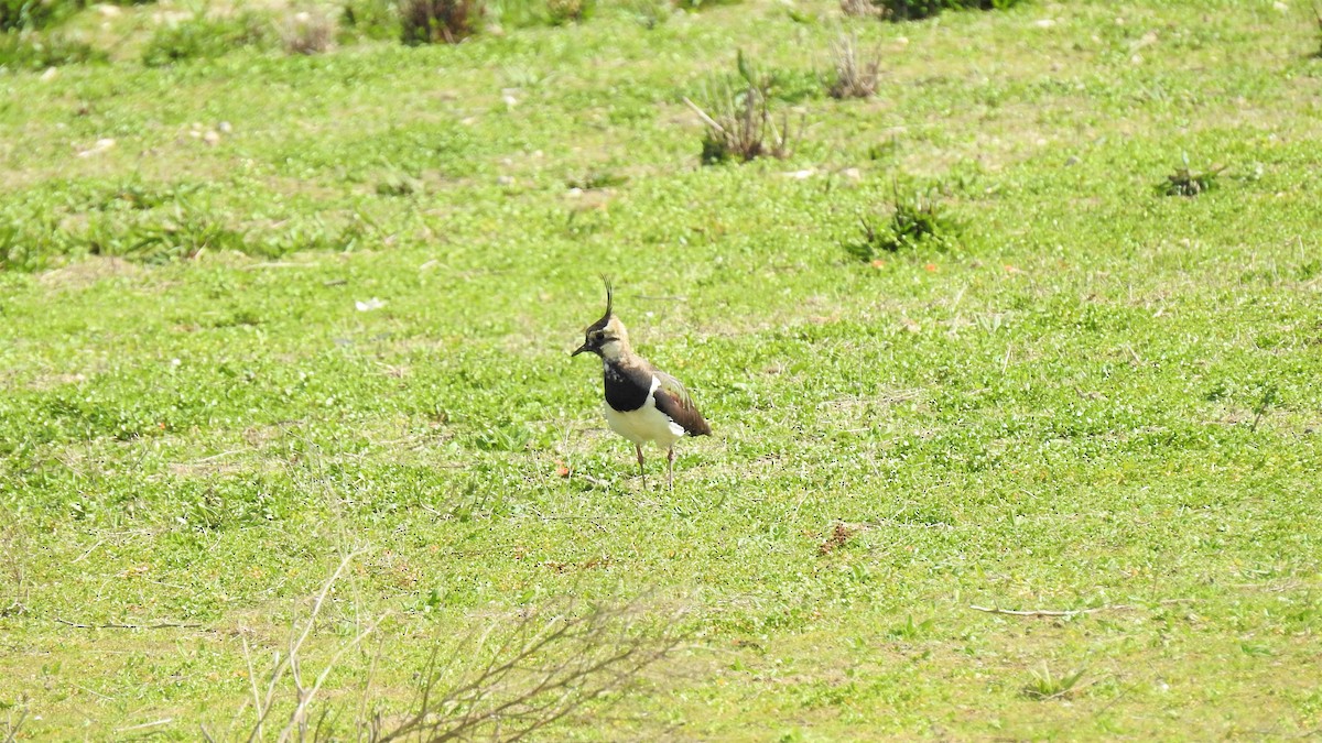 Northern Lapwing - ML214841981