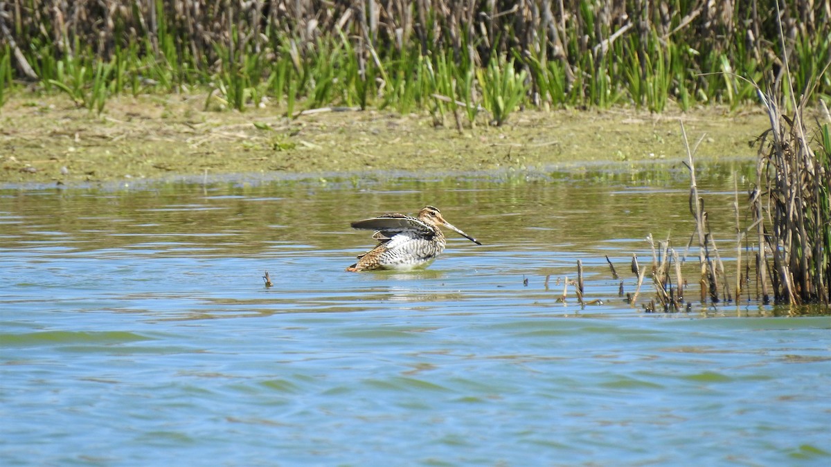 Common Snipe - ML214842001