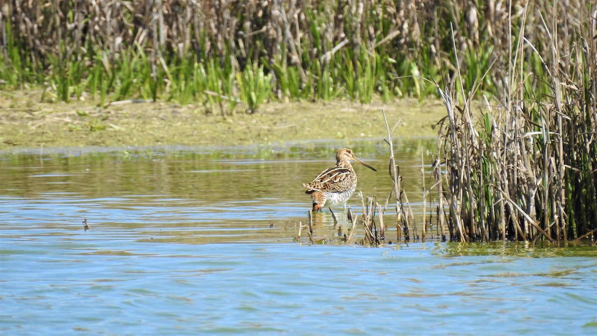 Common Snipe - Agustín Castro Martinez